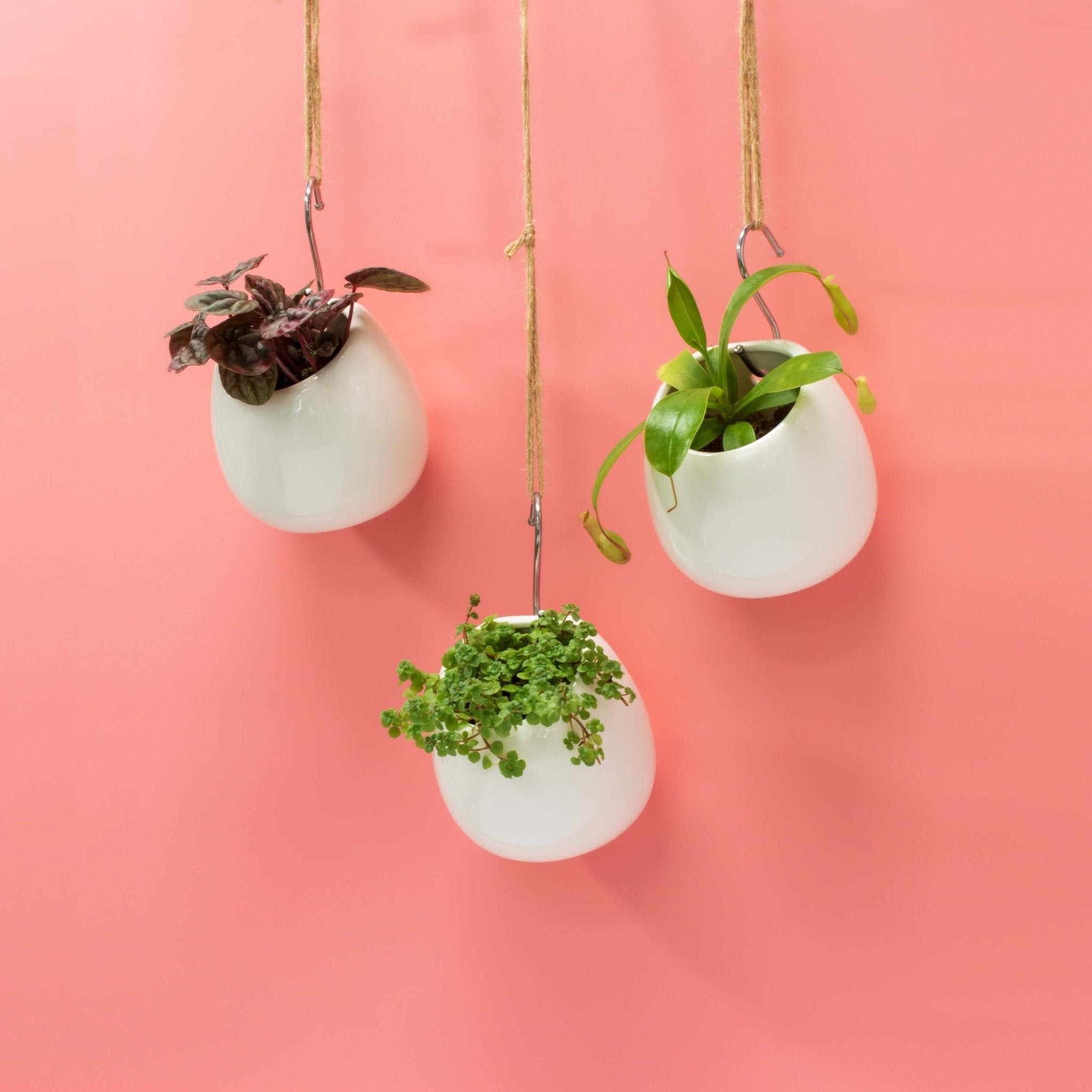 Amelia Hanging Planter 4" – Empty - Cheeky Garden