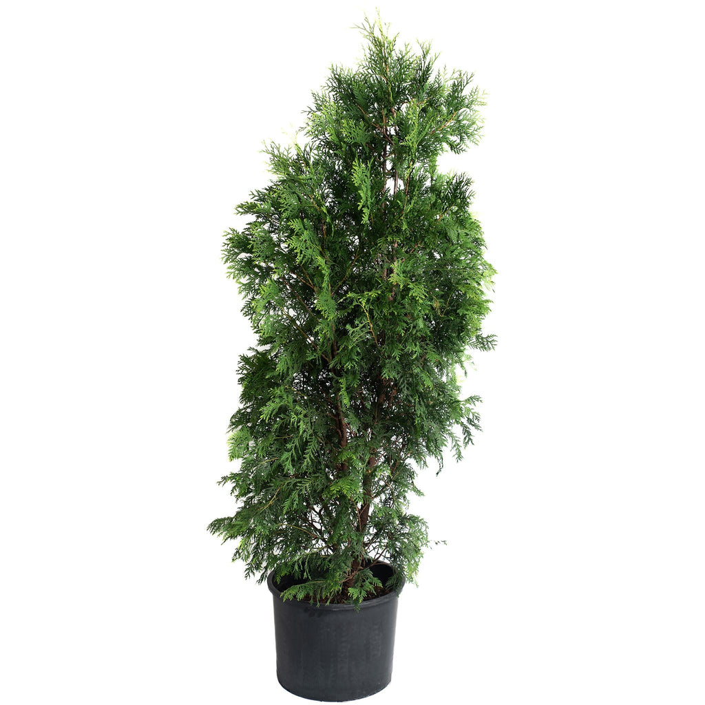 American Pillar Thuja - Cheeky Garden