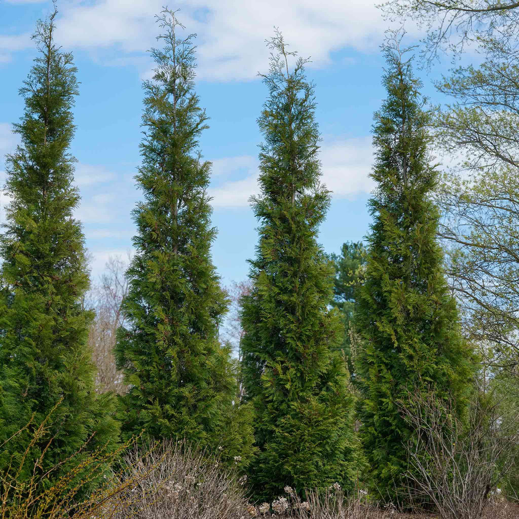 American Pillar Thuja - Cheeky Garden