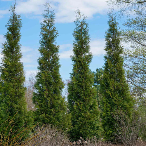 American Pillar Thuja - Cheeky Garden
