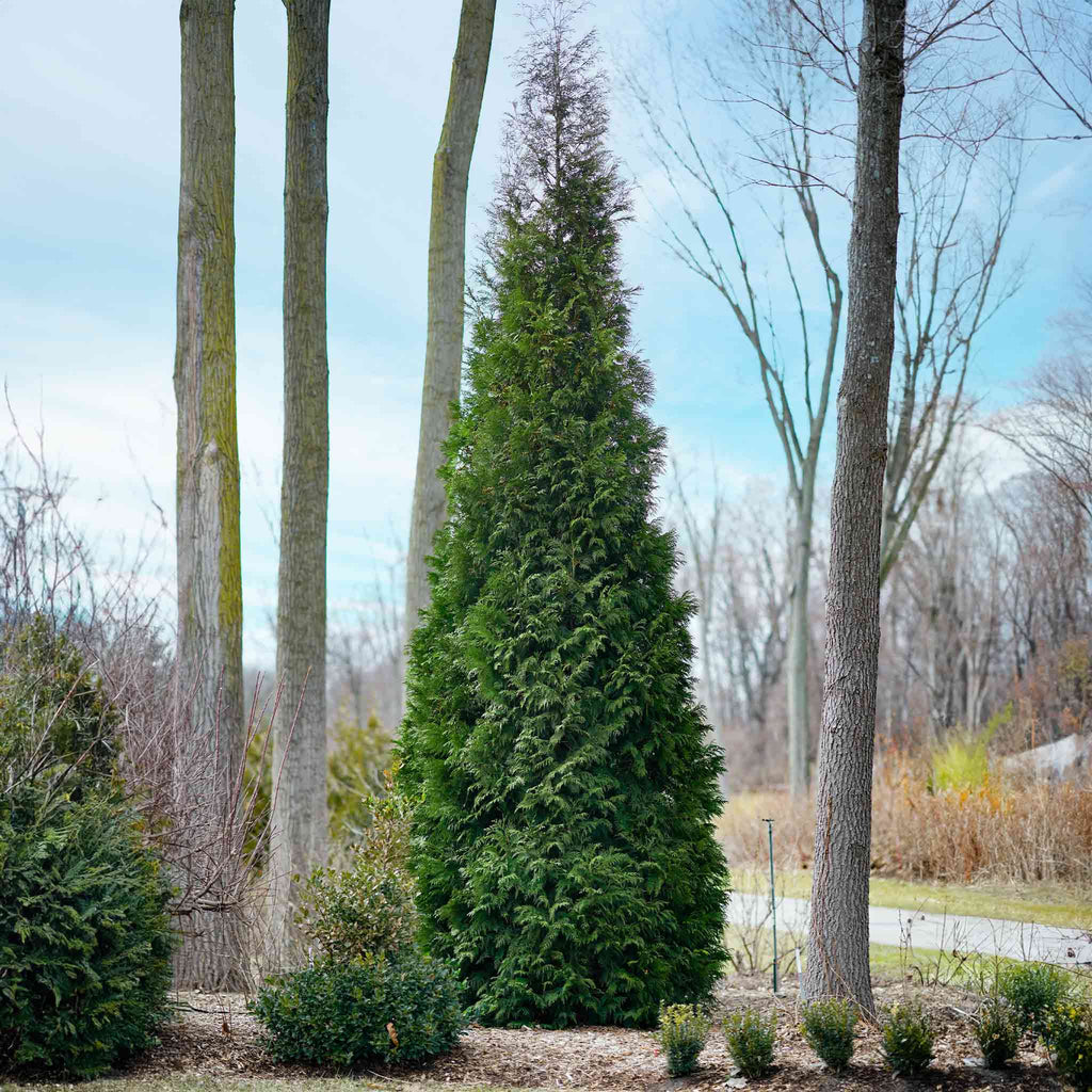 American Pillar Thuja - Cheeky Garden
