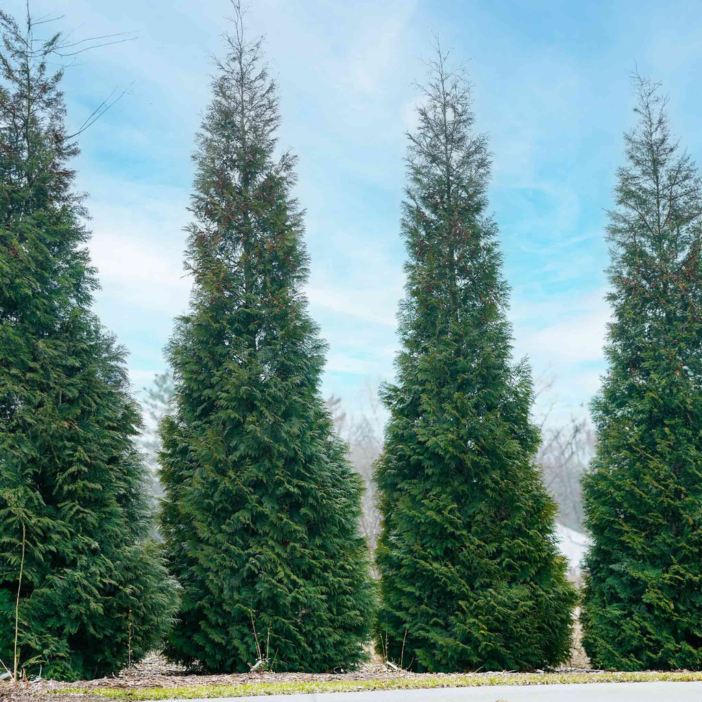 American Pillar Thuja - Cheeky Garden