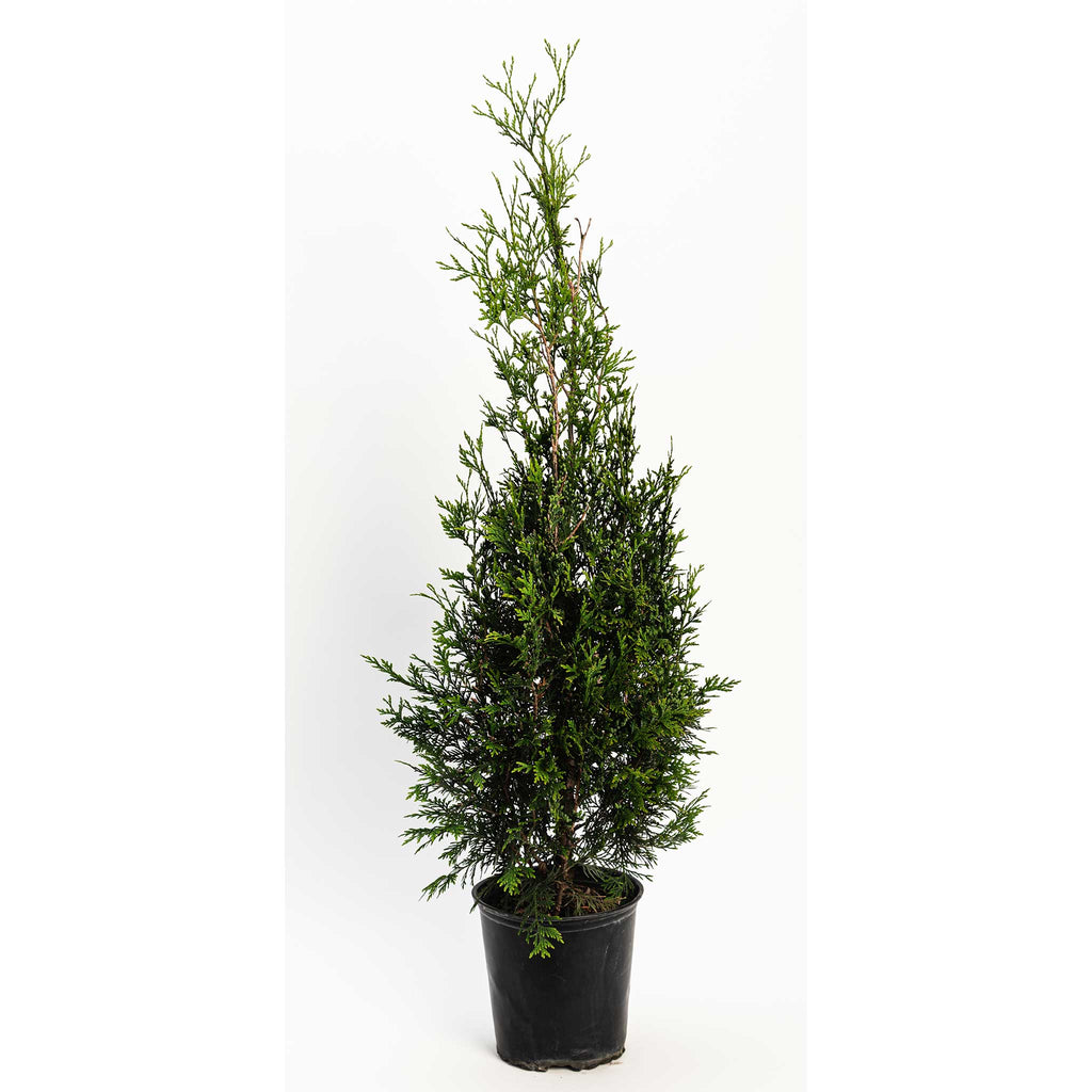 American Pillar Thuja - Cheeky Garden