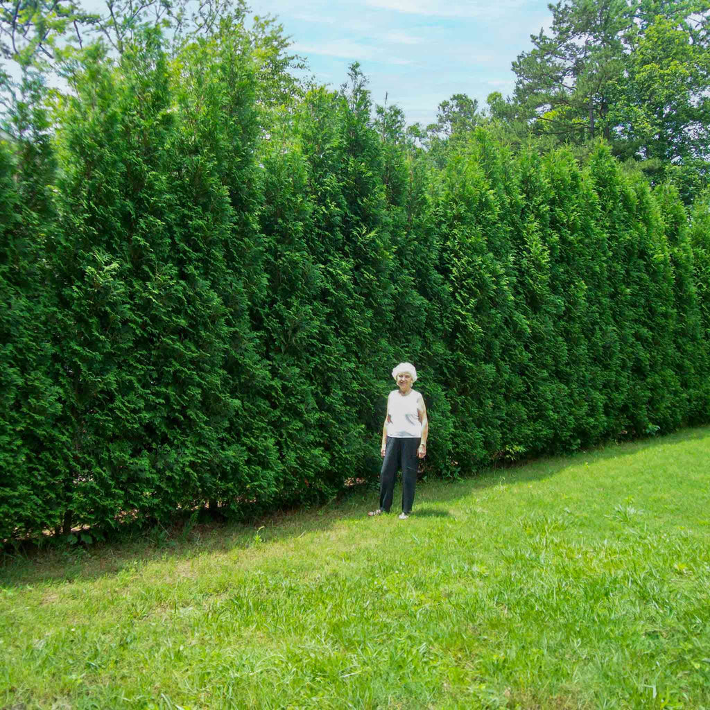 American Pillar Thuja - Cheeky Garden