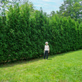 American Pillar Thuja - Cheeky Garden