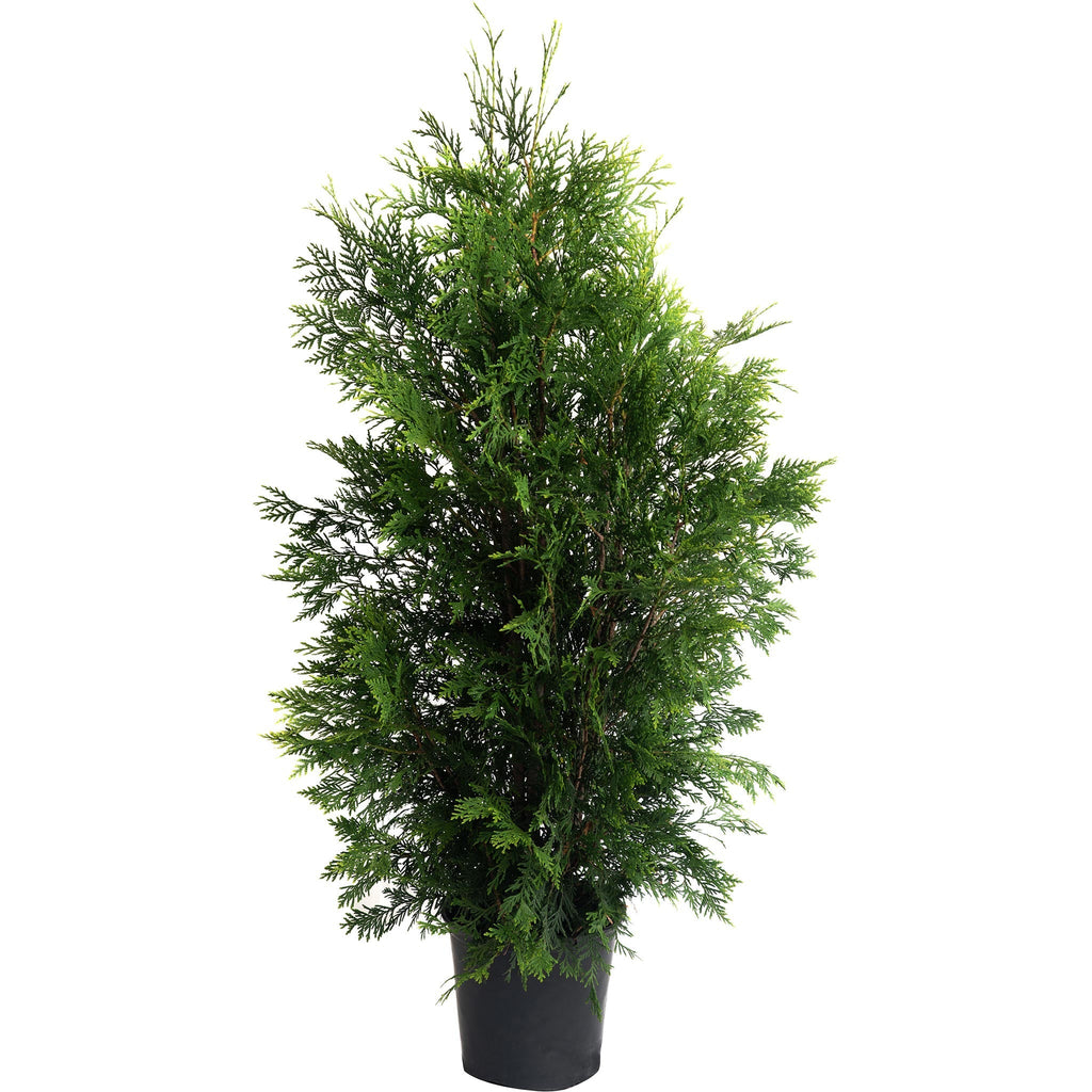 American Pillar Thuja - Cheeky Garden