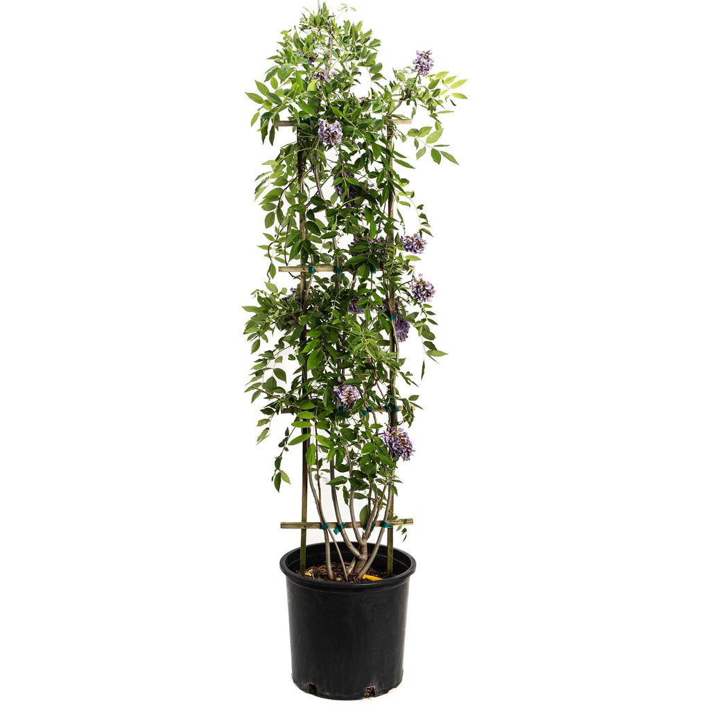 Amethyst Falls Wisteria - Cheeky Garden