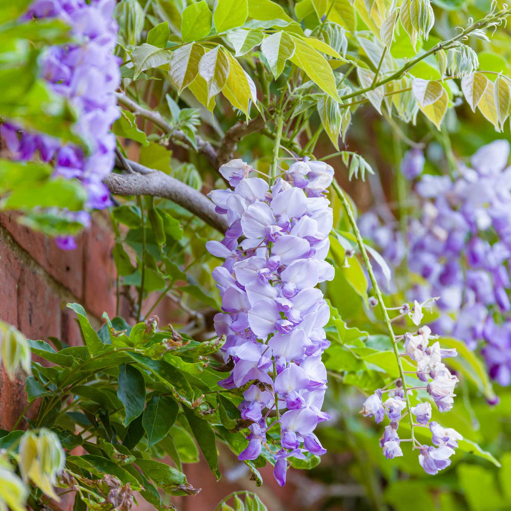 Amethyst Falls Wisteria - Cheeky Garden