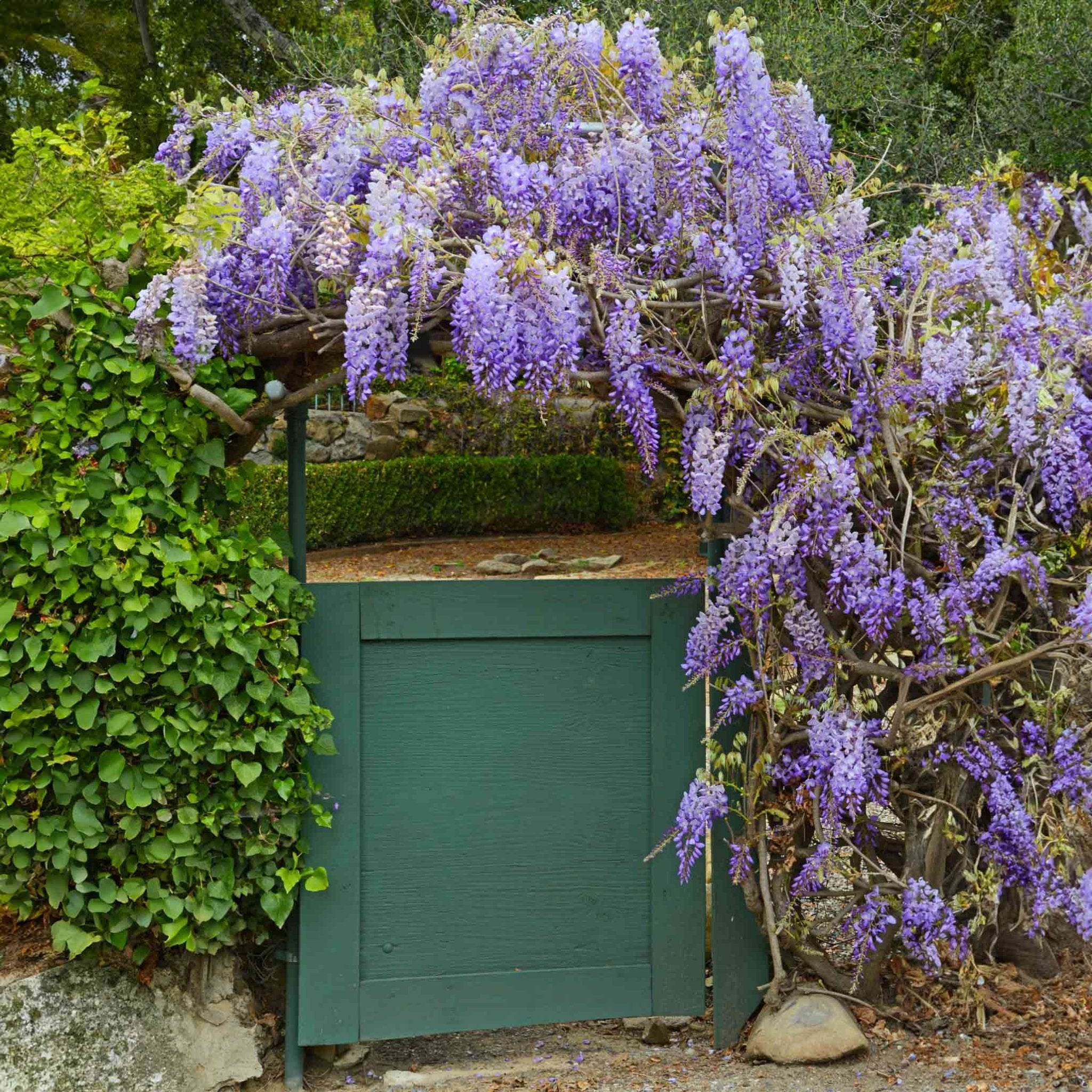 Amethyst Falls Wisteria - Cheeky Garden