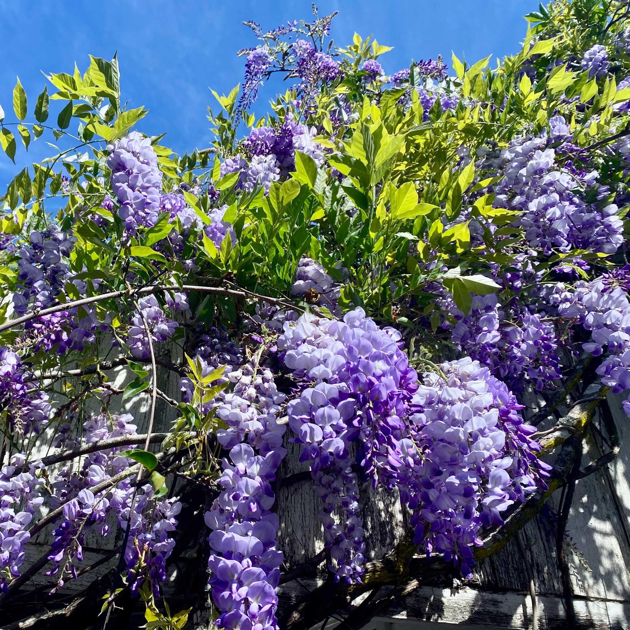 Amethyst Falls Wisteria - Cheeky Garden