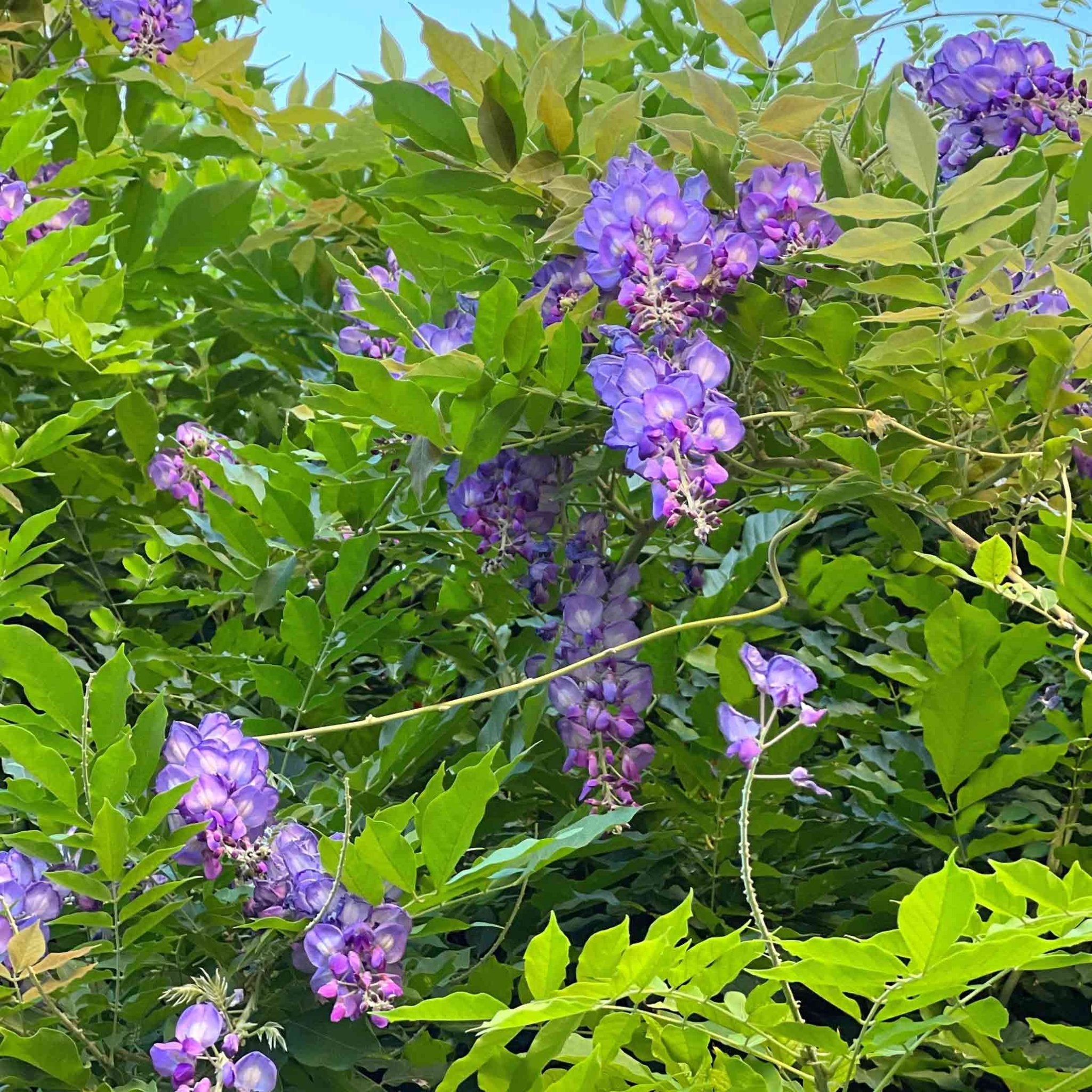 Amethyst Falls Wisteria - Cheeky Garden