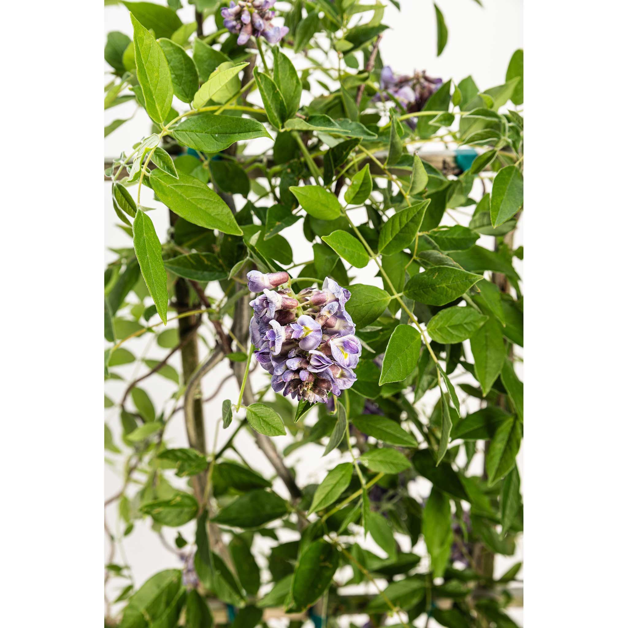 Amethyst Falls Wisteria - Cheeky Garden