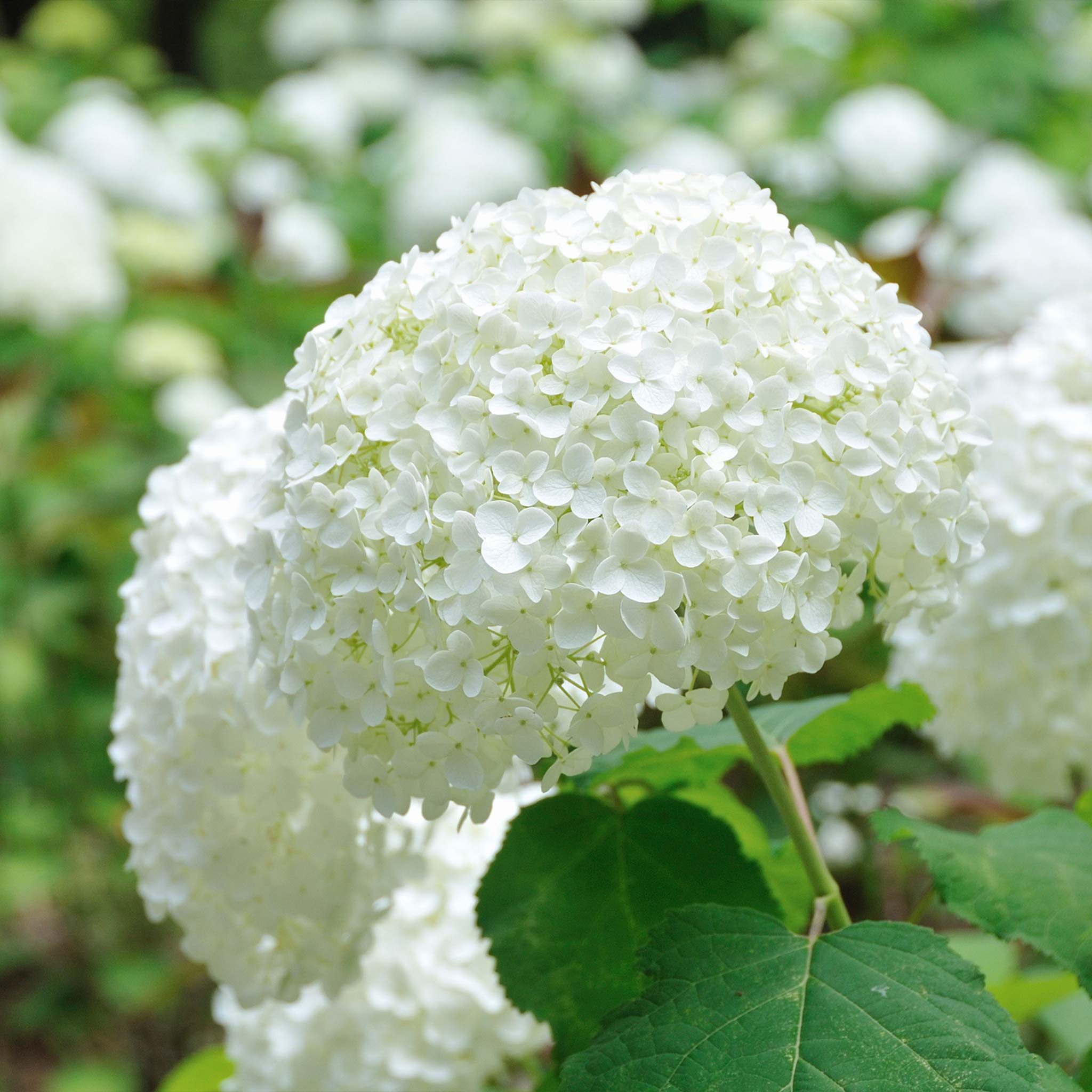 Annabelle Hydrangea - Cheeky Garden