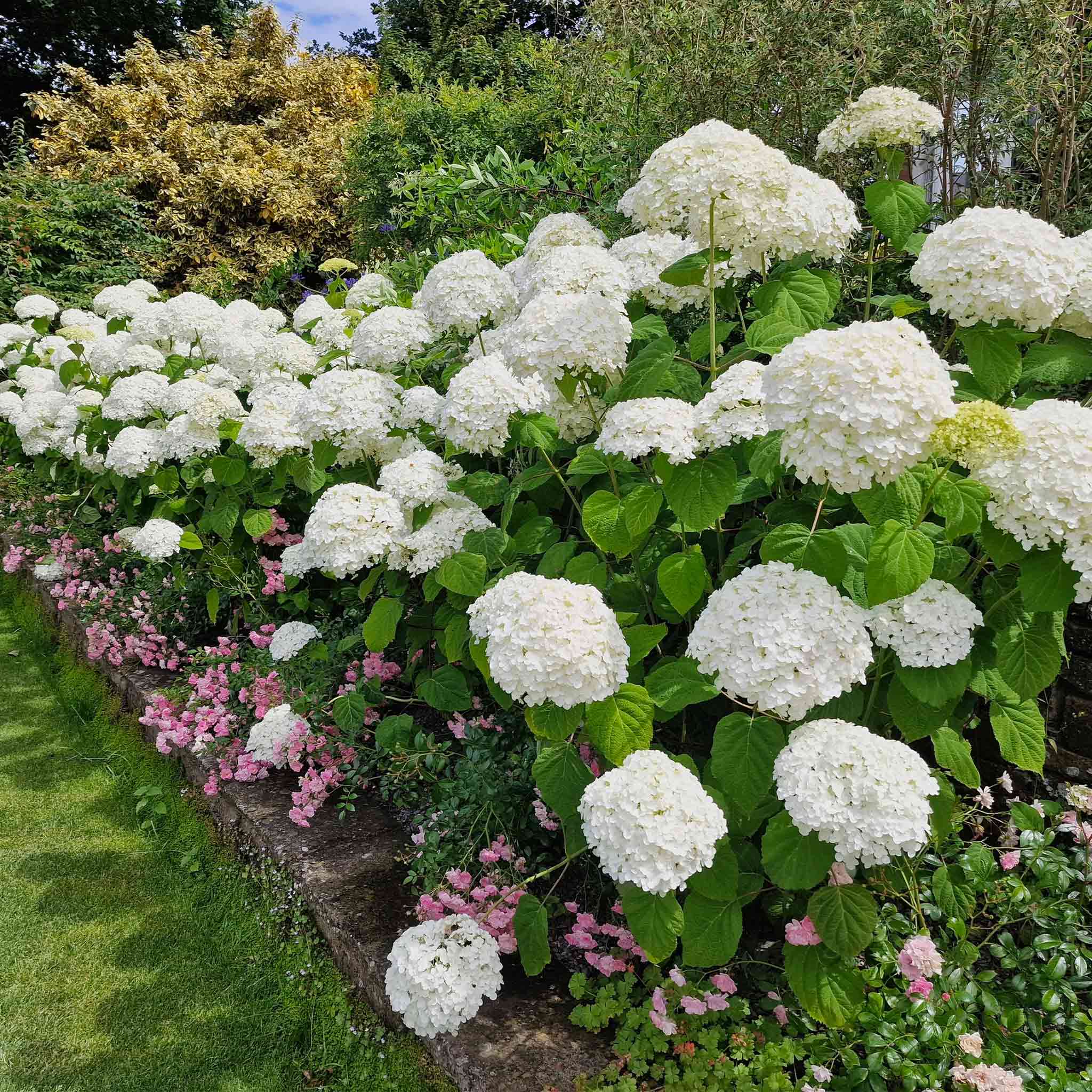 Annabelle Hydrangea - Cheeky Garden