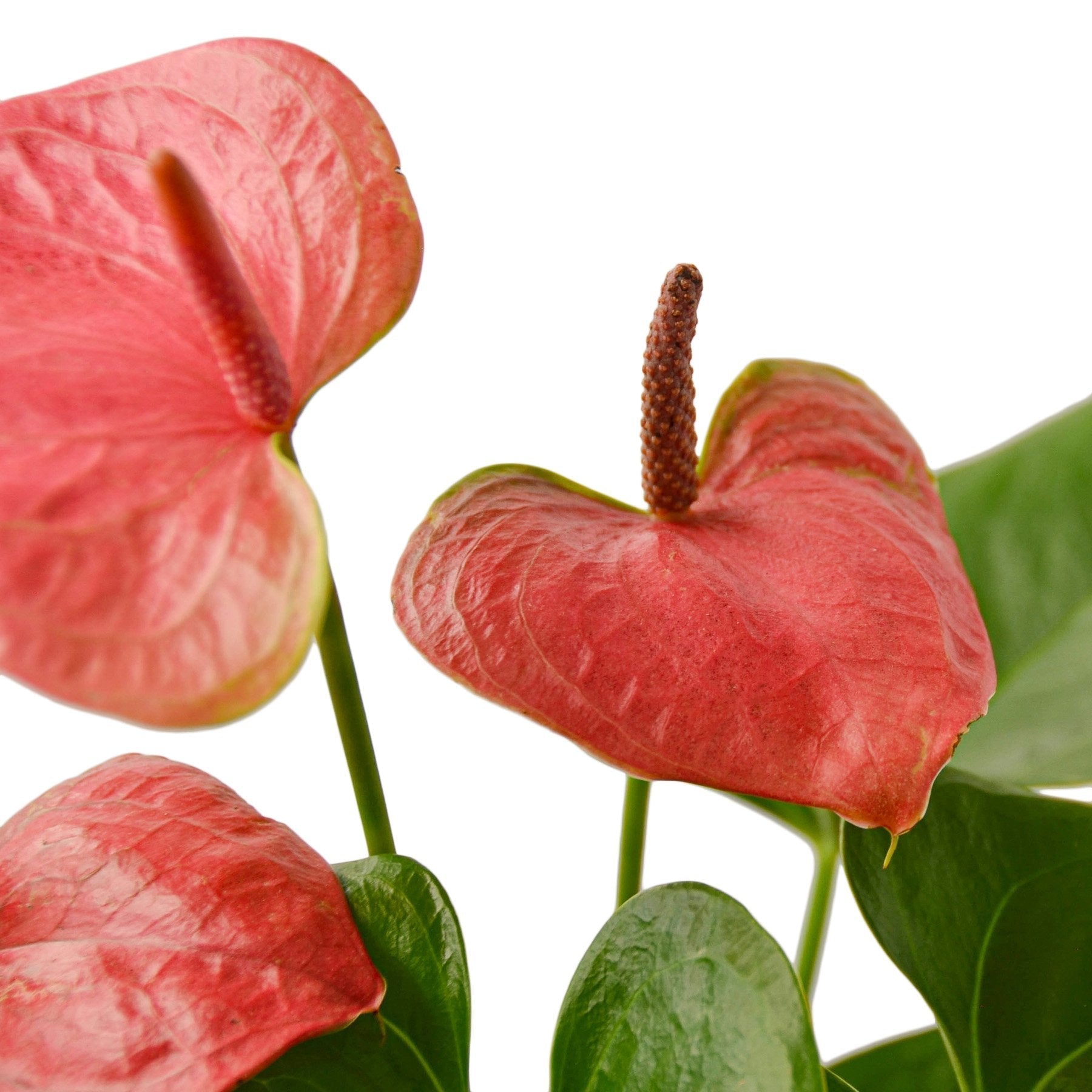 Anthurium 'Pink' - Cheeky Garden