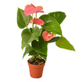 Anthurium 'Pink' - 4" Pot - NURSERY POT ONLY - Cheeky Garden