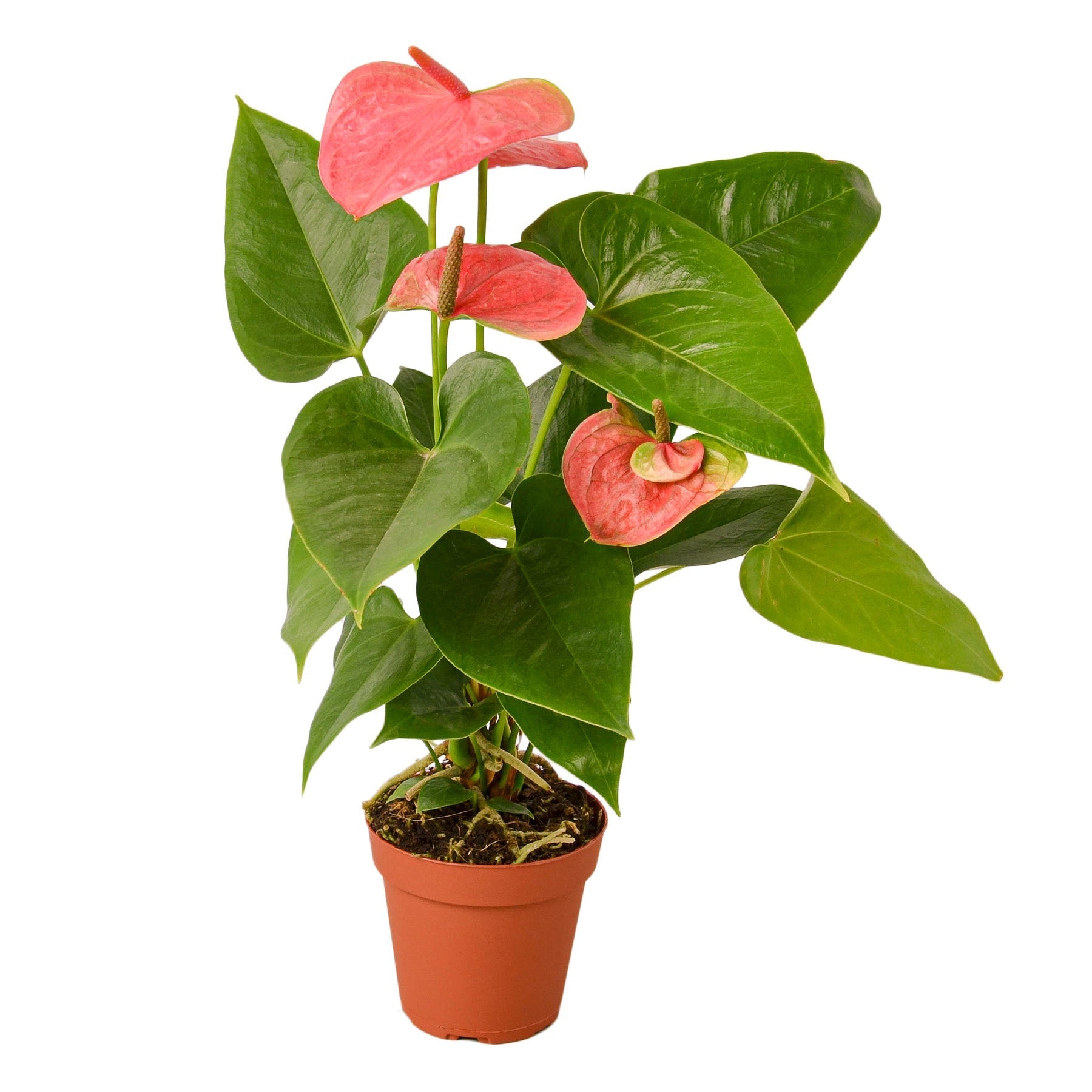 Anthurium 'Pink' - 4" Pot - NURSERY POT ONLY - Cheeky Garden