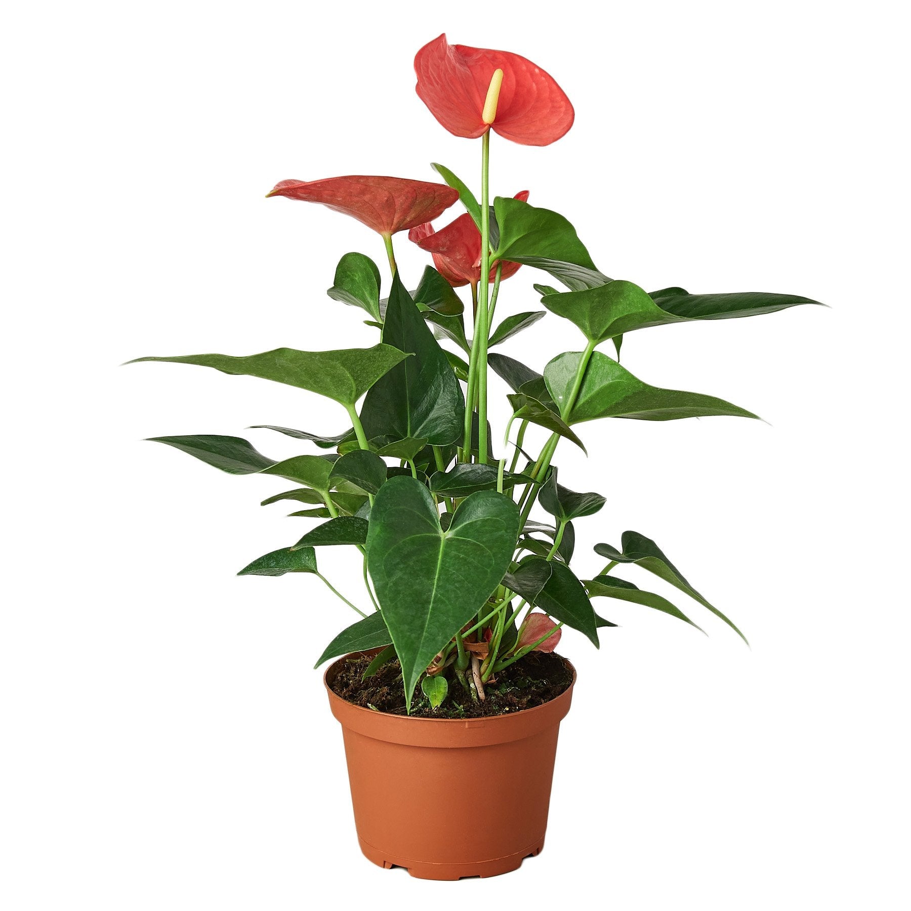 Anthurium 'Pink' - Cheeky Garden