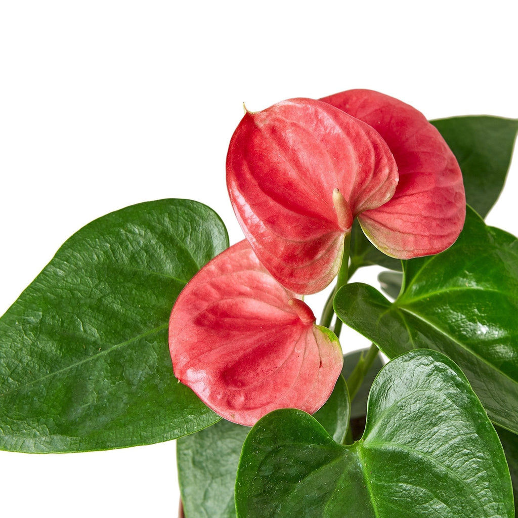 Anthurium 'Pink' - Cheeky Garden