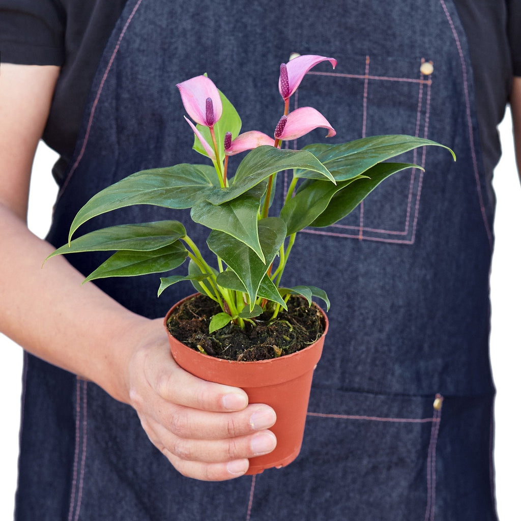 Anthurium 'Purple' - Cheeky Garden