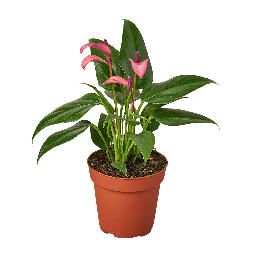 Anthurium 'Purple' - Cheeky Garden