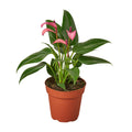 Anthurium 'Purple' - Cheeky Garden