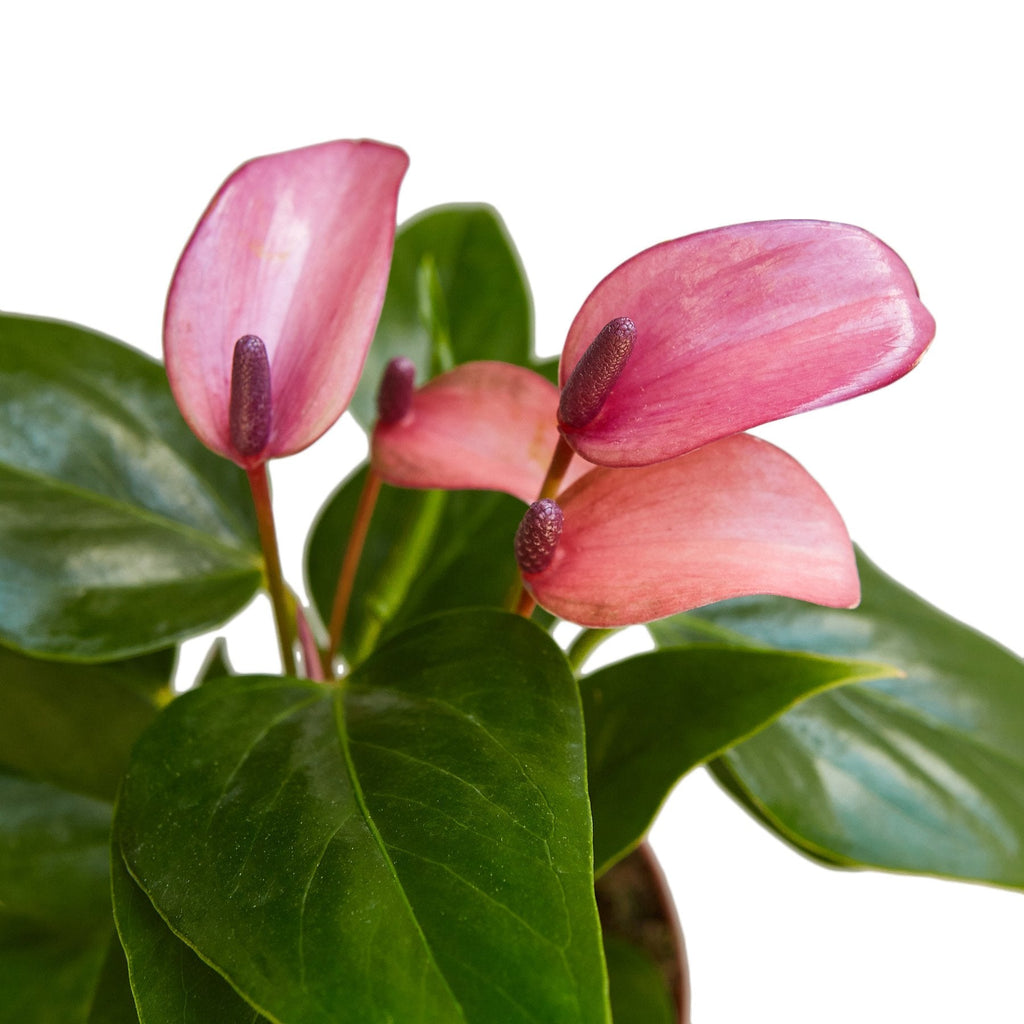 Anthurium 'Purple' - Cheeky Garden