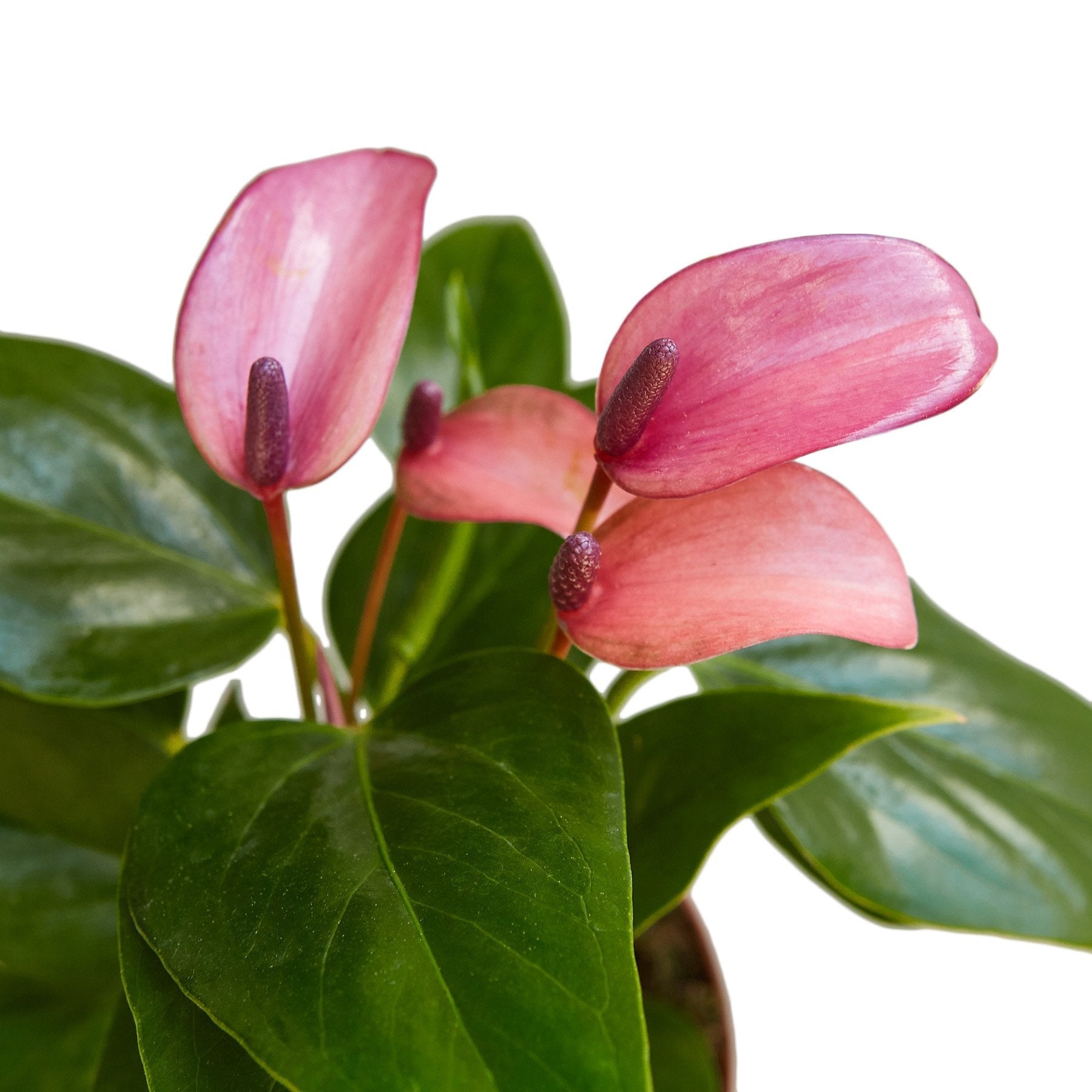 Anthurium 'Purple' - Cheeky Garden