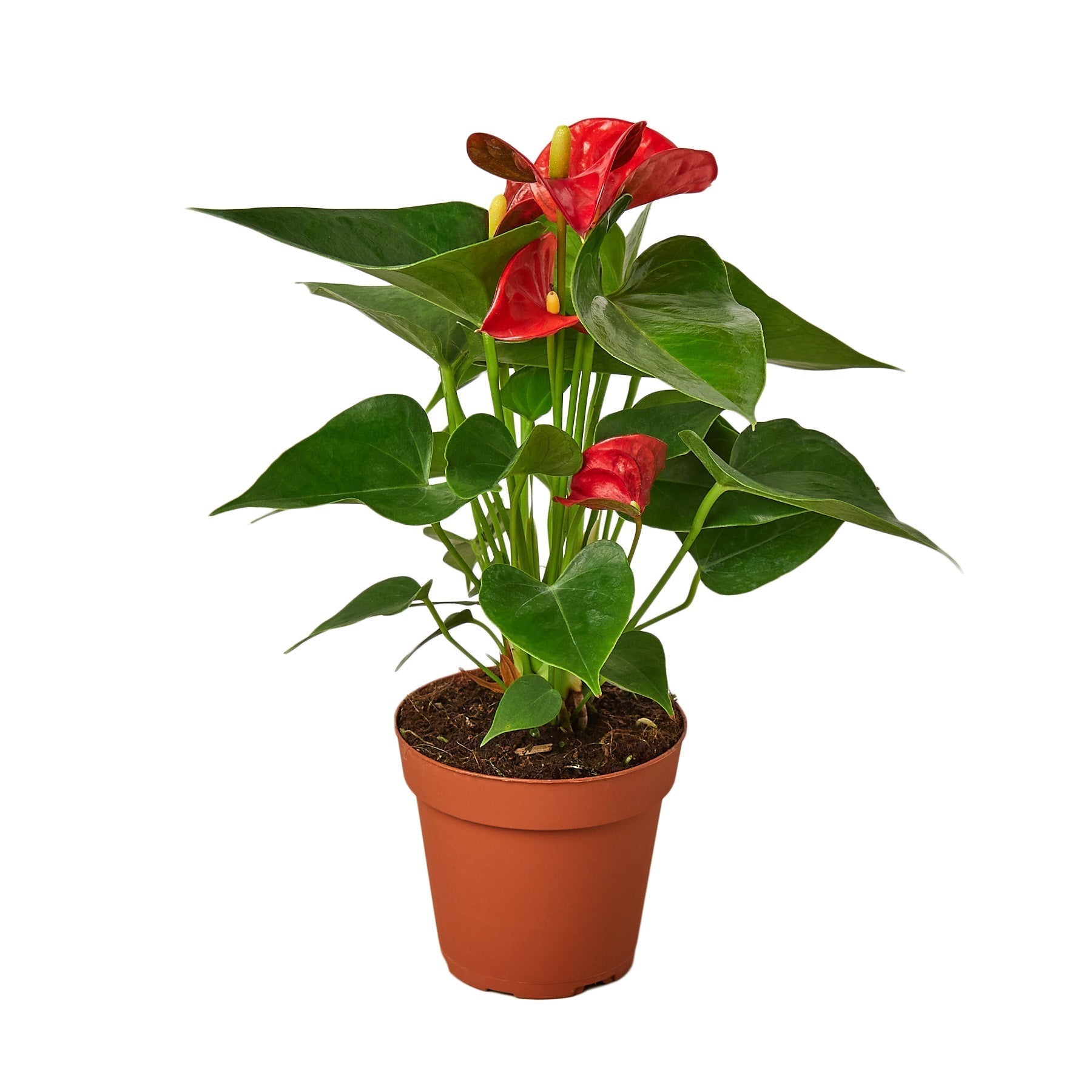 Anthurium 'Red' - 4" Pot - NURSERY POT ONLY - Cheeky Garden