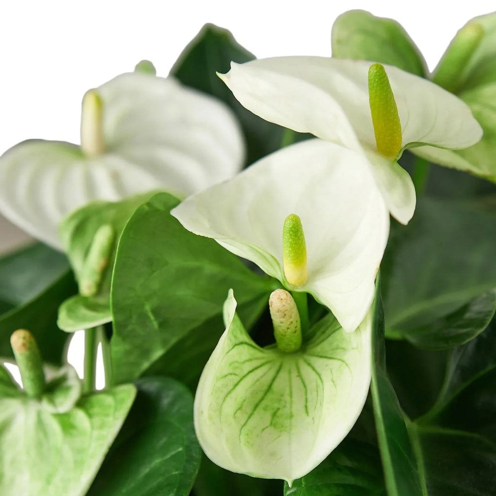 Anthurium 'White' - Cheeky Garden