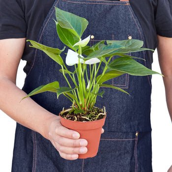 Anthurium 'White' - Cheeky Garden