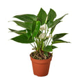 Anthurium 'White' - 4" Pot - NURSERY POT ONLY - Cheeky Garden