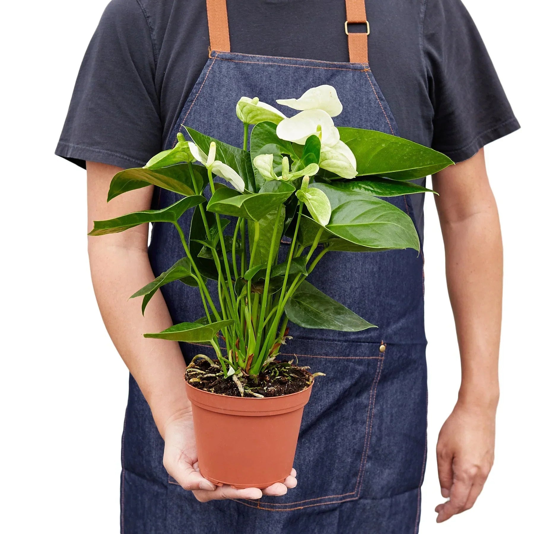 Anthurium 'White' - Cheeky Garden