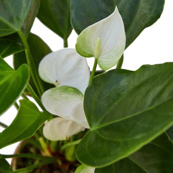 Anthurium 'White' - Cheeky Garden