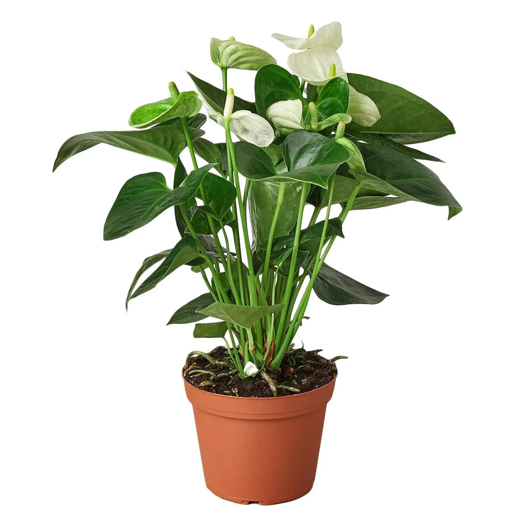 Anthurium 'White' - Cheeky Garden