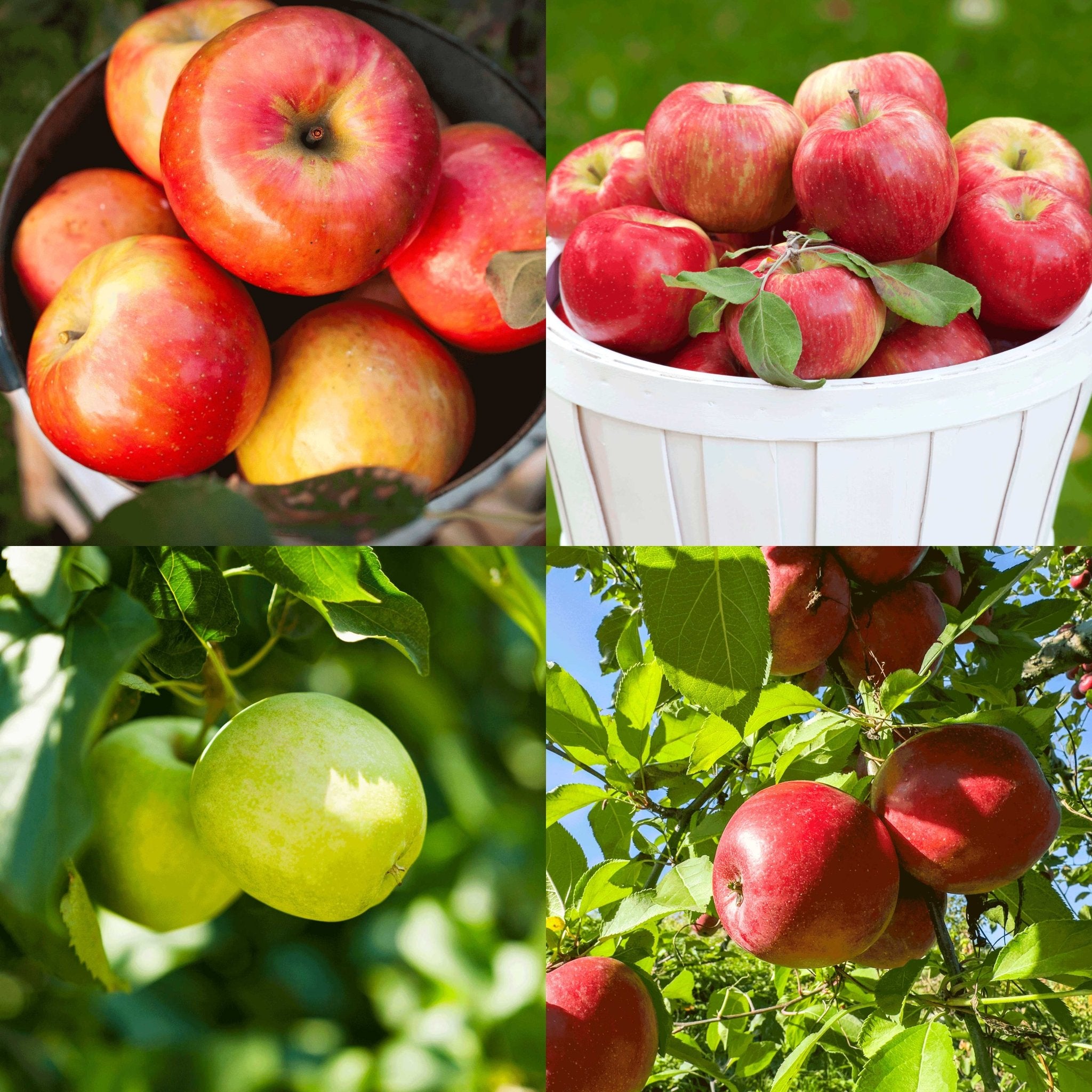 Apple Orchard - Cheeky Garden