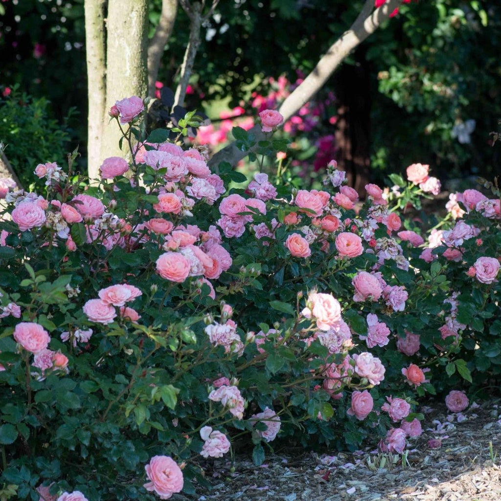 Apricot Drift® Rose - Cheeky Garden