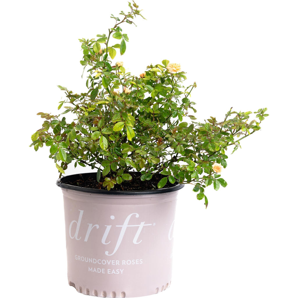 Apricot Drift® Rose - Cheeky Garden