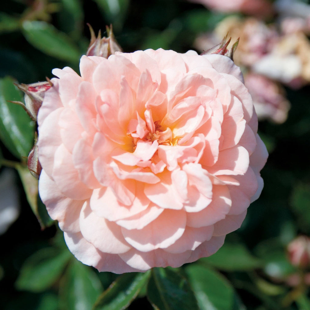 Apricot Drift® Rose - Cheeky Garden