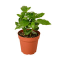 Arabica Coffee - Cheeky Garden