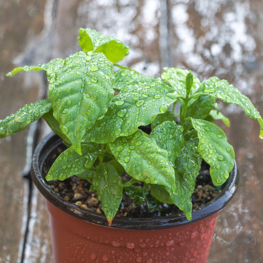 Arabica Coffee Plant - Cheeky Garden