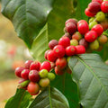 Arabica Coffee Plant - Cheeky Garden