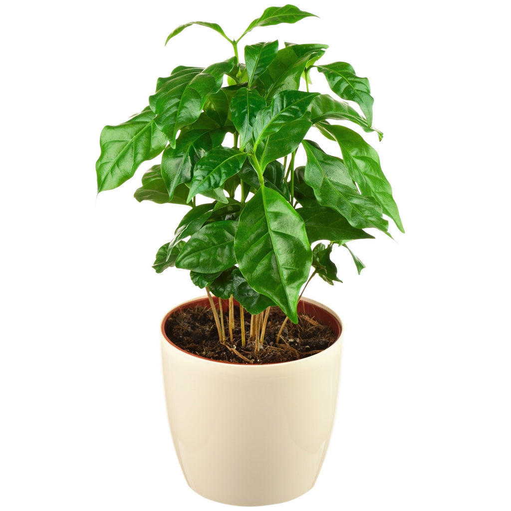 Arabica Coffee Plant - Cheeky Garden