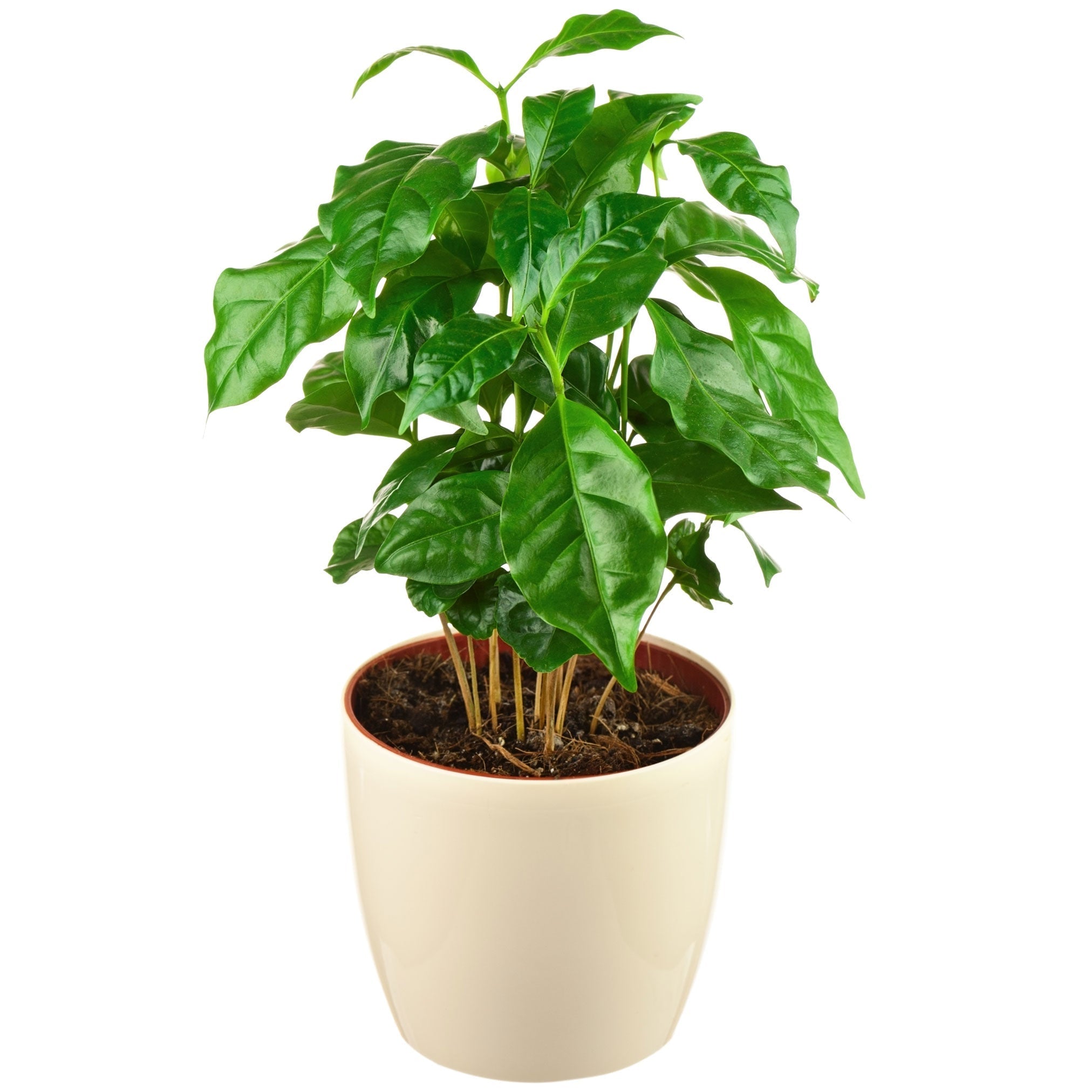 Arabica Coffee Plant - Cheeky Garden