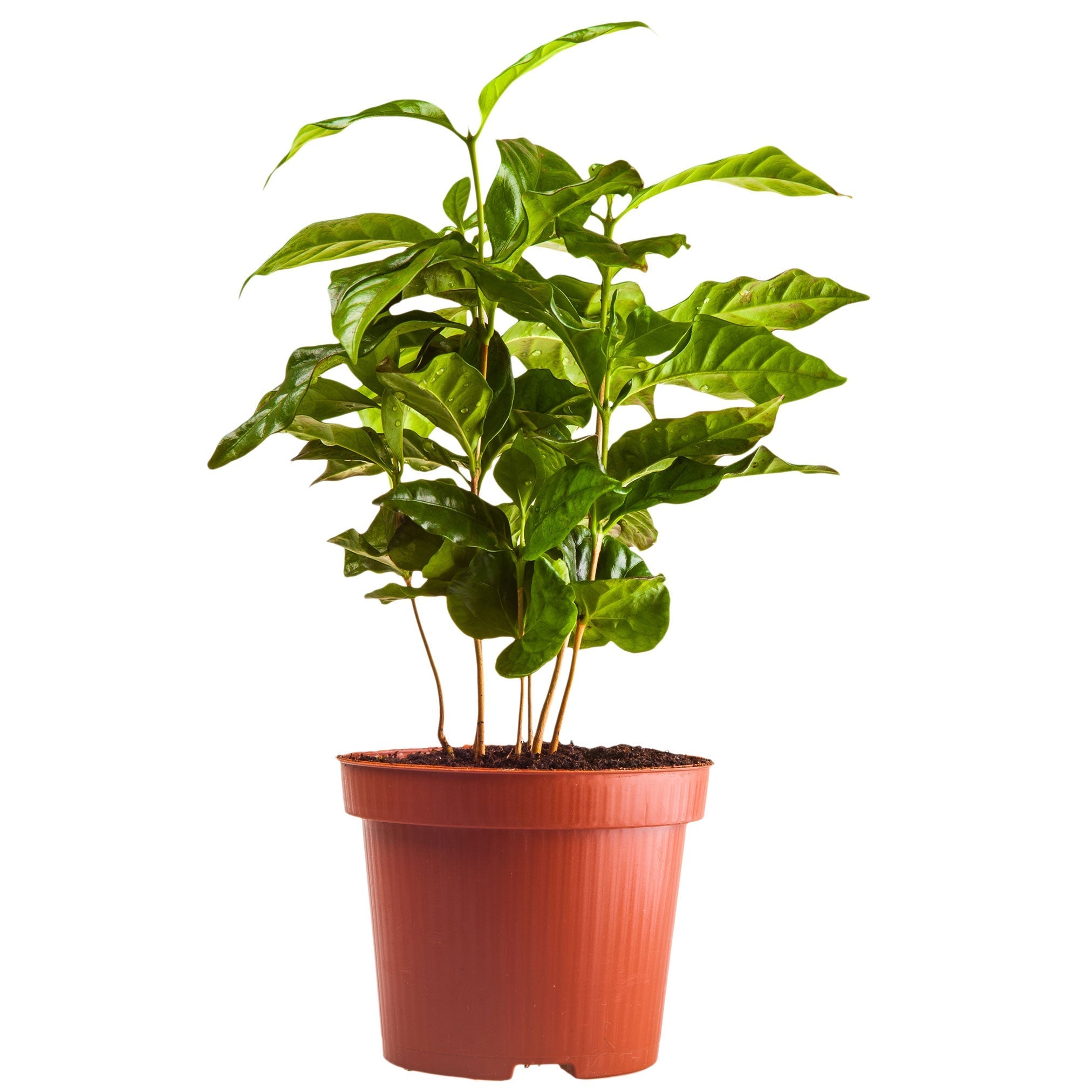 Arabica Coffee Plant - Cheeky Garden