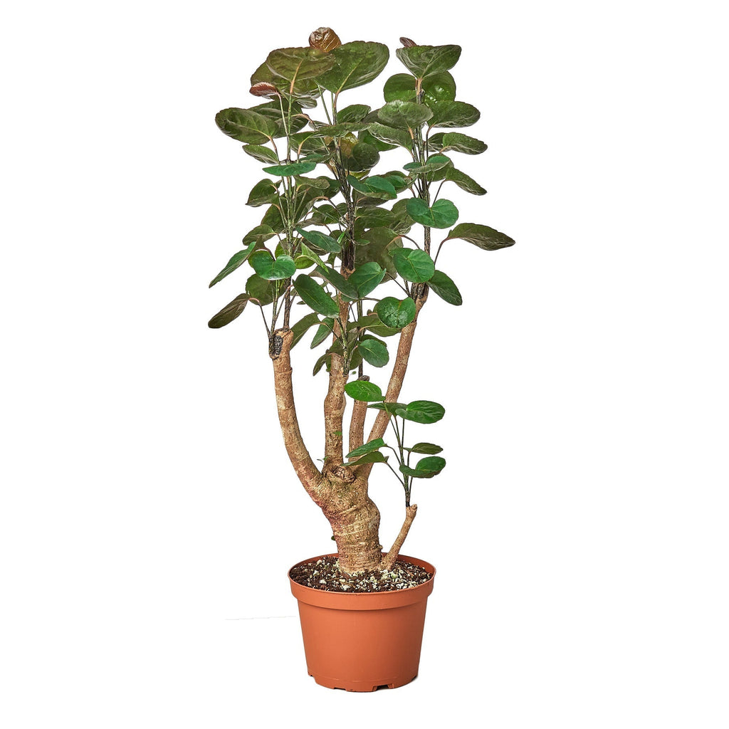 Aralia Fabian Stump 'Polyscias Scutellaria' - Cheeky Garden