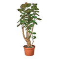 Aralia Fabian Stump 'Polyscias Scutellaria' - Cheeky Garden