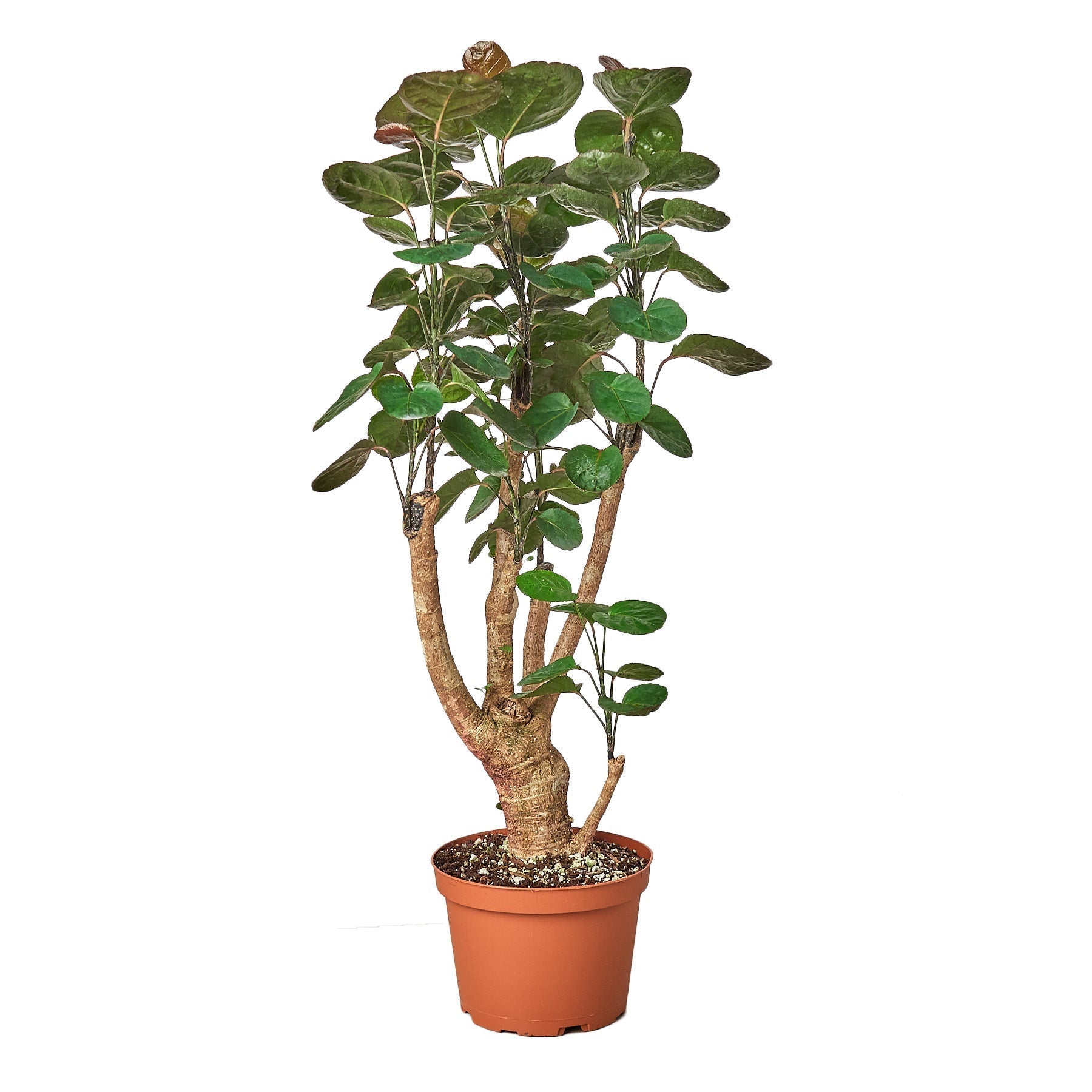 Aralia Fabian Stump 'Polyscias Scutellaria' - Cheeky Garden