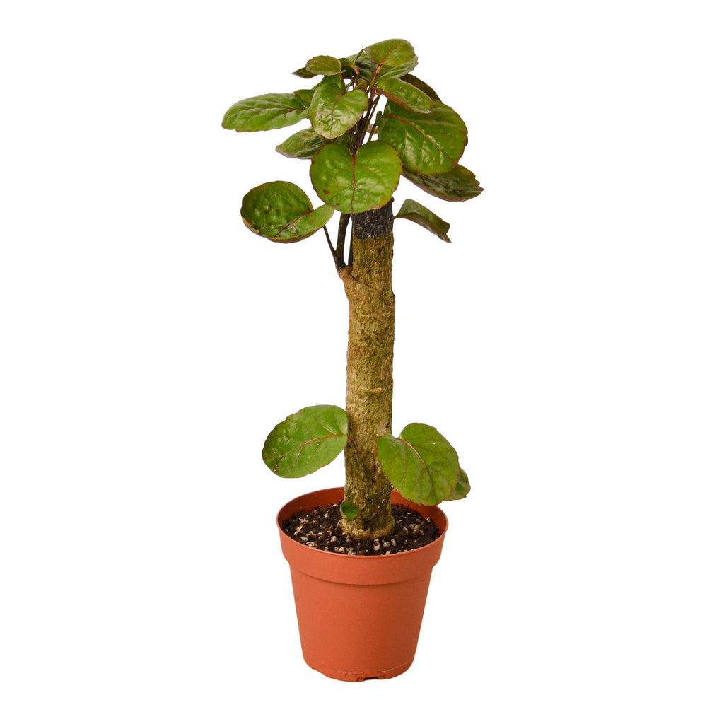 Aralia Fabian Stump 'Polyscias Scutellaria' - Cheeky Garden