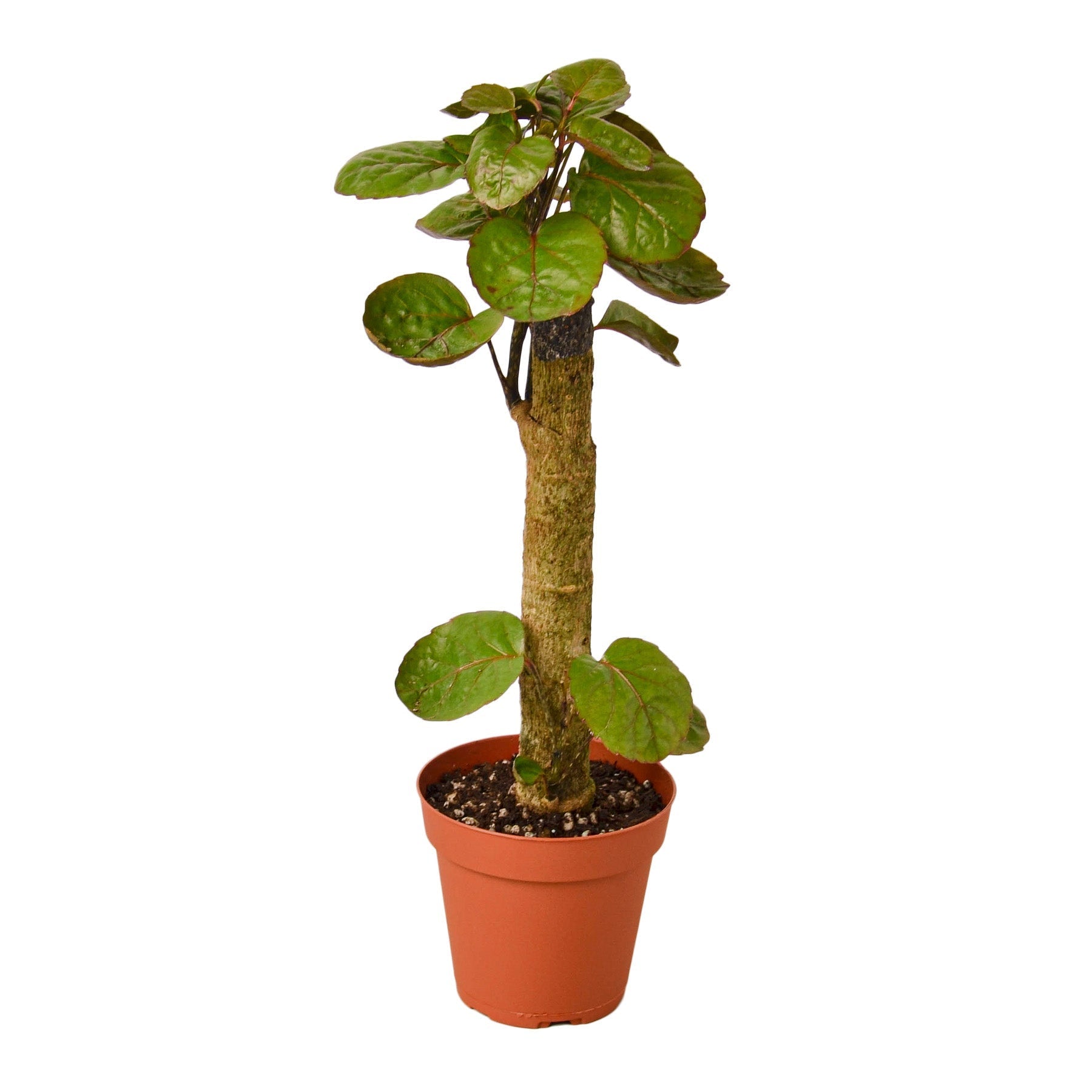 Aralia Fabian Stump 'Polyscias Scutellaria' - Cheeky Garden